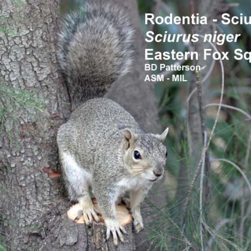 Eastern Fox Squirrel | American Society Of Mammalogists