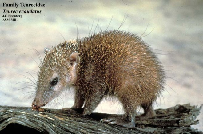 Tailless Tenrec