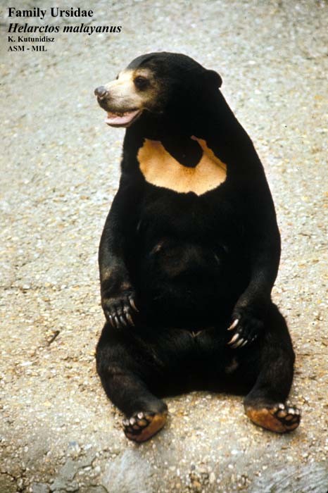 Bear Sitting Up