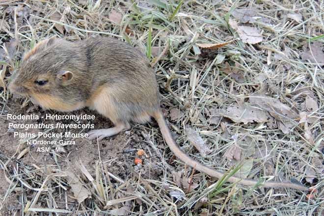 plains pocket mouse estimated population