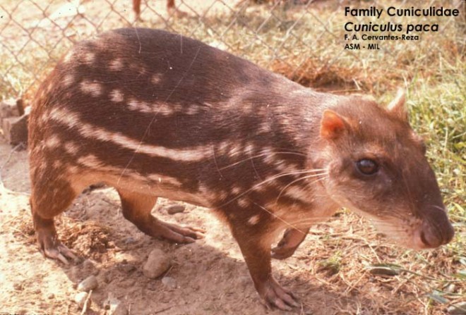 Cuniculus Paca