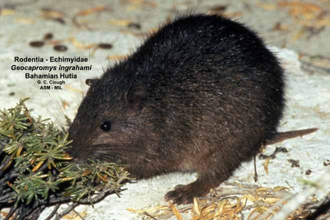 bahamian hutia