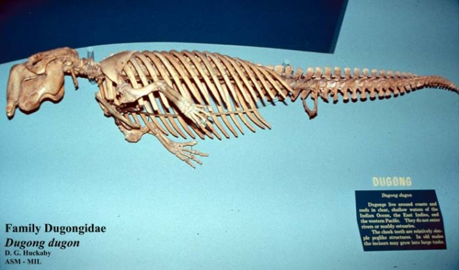 Dugong dugon - #1218 | American Society of Mammalogists cow skull diagram 