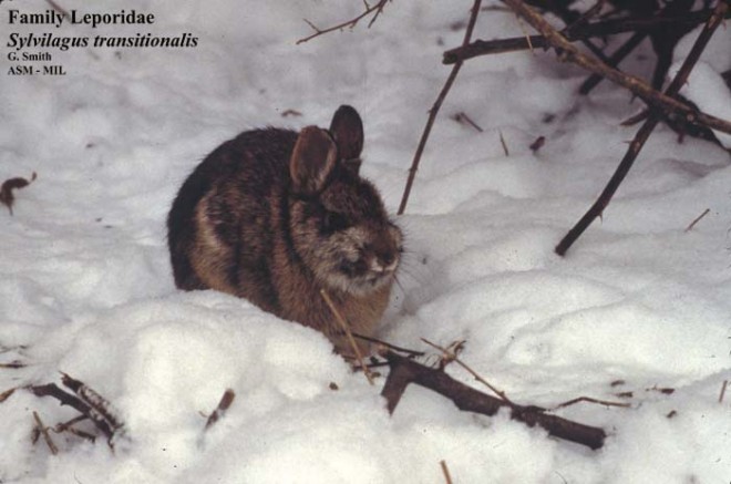 Sylvilagus transitionalis (New England cottontail rabbit)