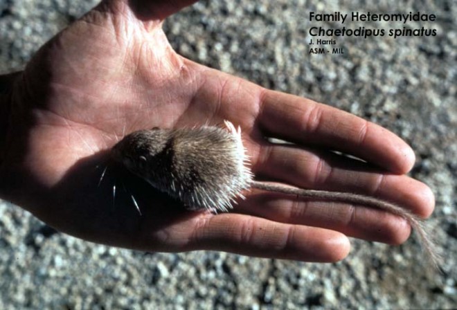 spiny pocket mouse