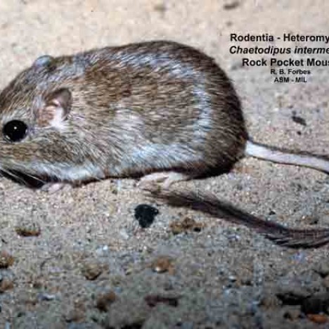 rock pocket mouse hhmi